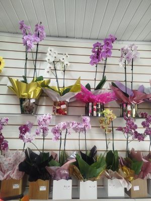 ORQUÍDEAS 01 UNIDADE