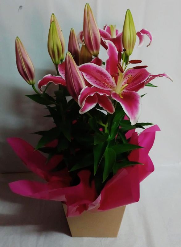 VASO DE LÍRIO 01 UNIDADE