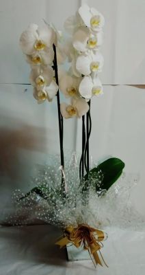 ORQUÍDEAS 01 UNIDADE