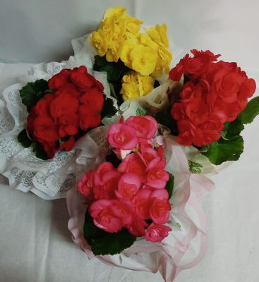 BEGÔNIA PEQUENA 01 UNIDADE